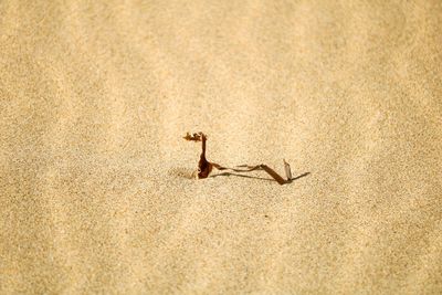 View of birds on sand