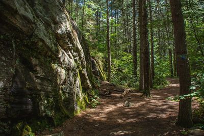 Scenic view of forest