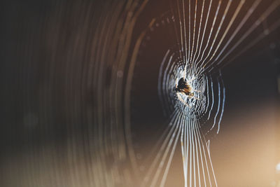 Close-up of spider on web