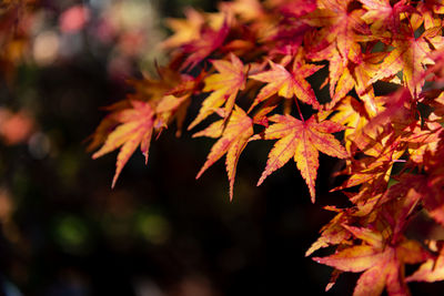 Close-up of maple leaves on tree