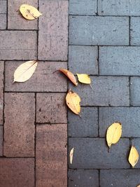 High angle view of yellow maple leaves on footpath