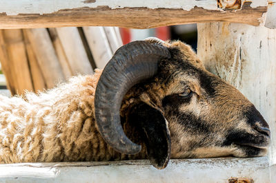 Close-up boring sheep with horns