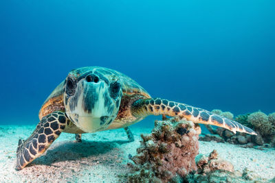 Close-up of a sea turtle looking at the camera