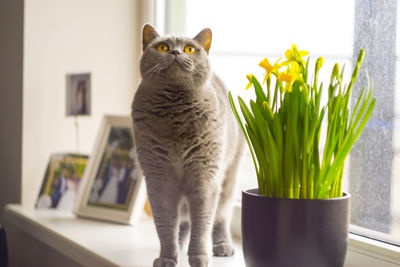 Cat and vase on table at home