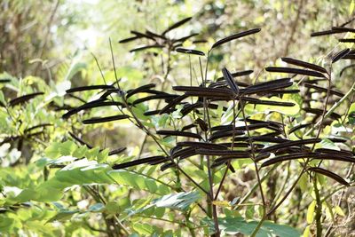 Low angle view of leaves on tree