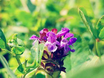 Close-up of pink flowering plant
