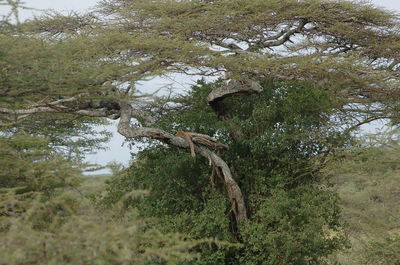 Low angle view of lizard on tree against sky