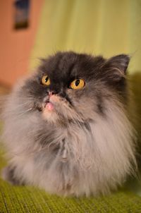 Close-up portrait of a cat