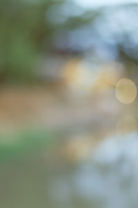 Defocused image of tree