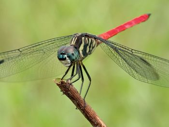 Close-up of dragonfly on twig