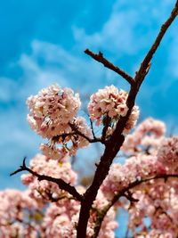 Low angle view of cherry blossoms on branch