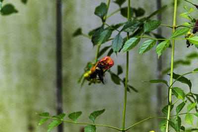 Close-up of ladybug on leaf