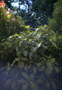 Close-up of wet leaves on tree