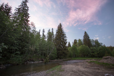 Scenic view of forest against sky