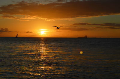 Silhouette bird flying over sea during sunset