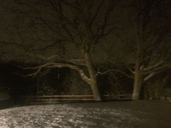 Bare trees in winter at night
