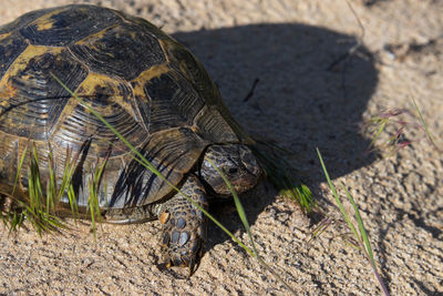 Close-up of turtle