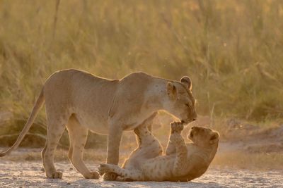 Lioness with playful cub on ground