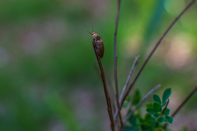 Close-up of insect on plant