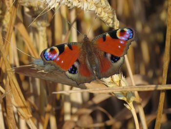 Close-up of butterfly on grass