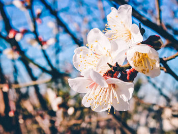 Low angle view of flowers on branch