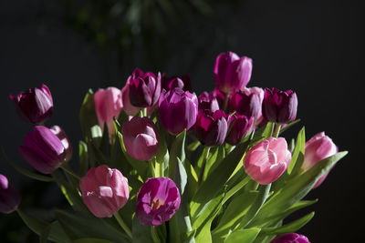 Close-up of pink flowers blooming outdoors