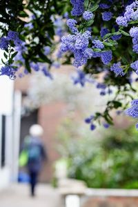 Close-up of flower tree