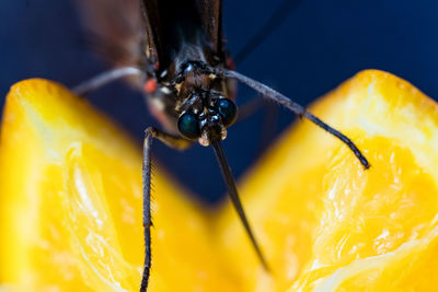 Close-up of insect on a fruit