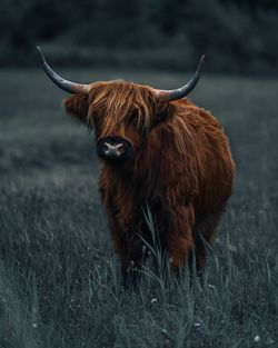 Moody highland cow in green field