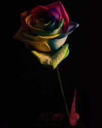 Close-up of rose against black background