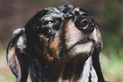 Close-up of dog looking away