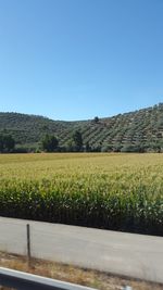 Scenic view of field against clear sky