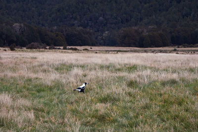 Bird perching on field