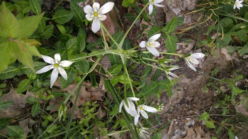 Close-up of flowers blooming outdoors