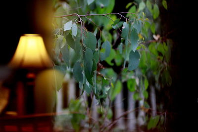 Close-up of fresh green plant
