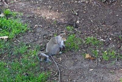 High angle view of squirrel on field