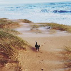 High angle view of dog running at beach