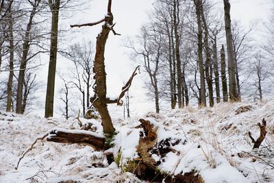 Bare trees on snow covered field during winter