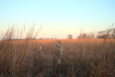 Plants on field against clear sky