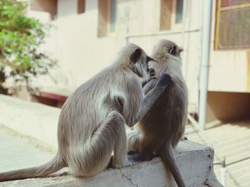 Monkey sitting outdoors