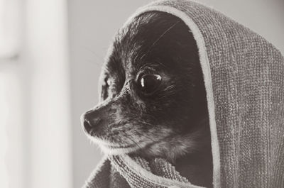 Close-up of dog covered with fabric