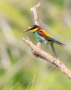 Close-up of bird perching on branch
