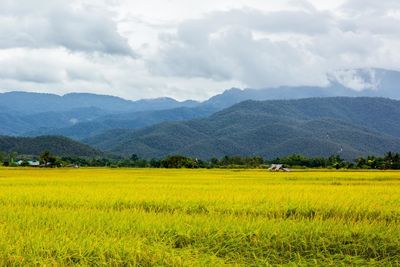 Scenic view of agricultural field against sky