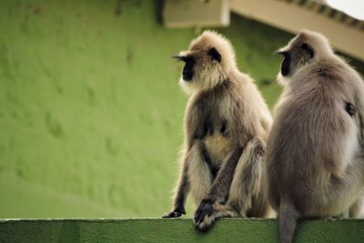 Monkeys sitting on wall