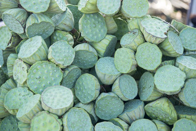 Close-up of plants