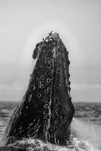 Close-up of whale swimming in sea against sky