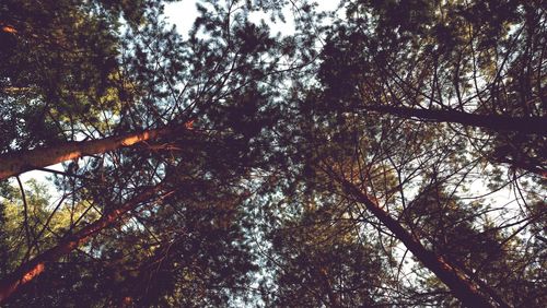 Low angle view of trees in forest