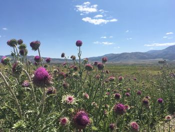 Purple flowering plants on field against sky