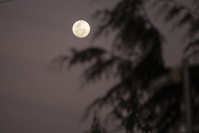 Low angle view of silhouette tree against sky at night