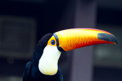 Close-up of a bird